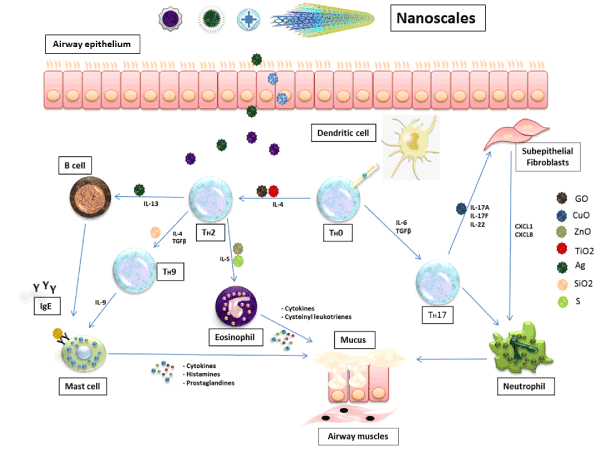 纳米粒子和空气污染物作为哮喘反应的潜在刺激器